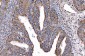 Anti-HGS Antibody Picoband™ (monoclonal, 4B7E2)